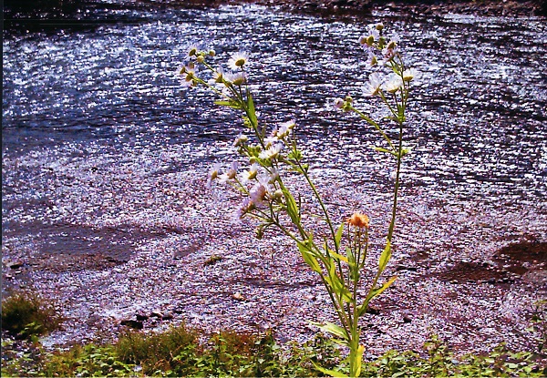 かがみ川と花
